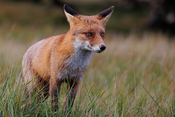 Red fox in the wild
