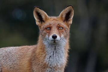 Portrait of a red fox, vulpes vulpes watching in the camera