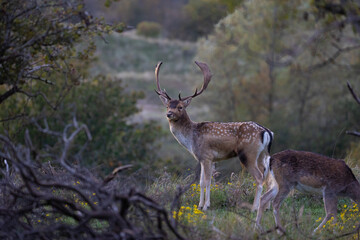 Fallow deer standing between the dunes in the Netherlands