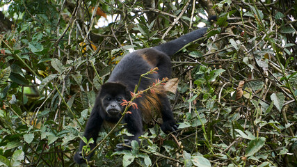 howler monkey on a tree in costa rica