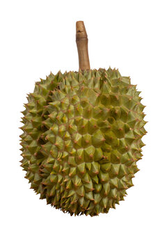 Chani Kai Durian is the most popular fruit in Thailand isolated on white background included clipping path.