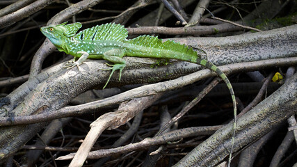 jesus christ lizard on a branch
