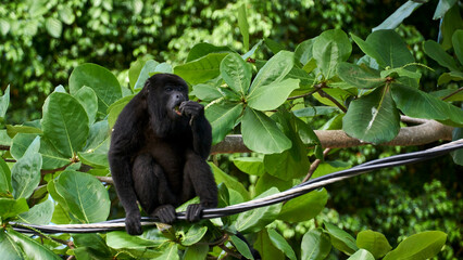 howler monkey relaxing on a power line