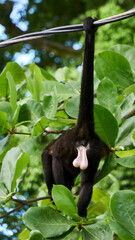 howler monkey showing what he has