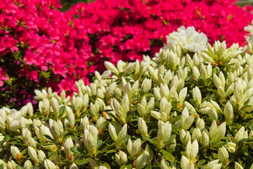 pink and white flowers