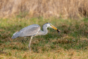 Der Graureiher (Ardea cinerea), auch Fischreiher genannt