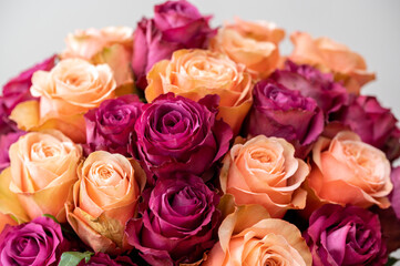 Peach and purple roses closeup