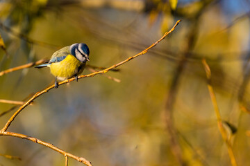 Blue tit ( Cyanistes caeruleus ) perched in a branch