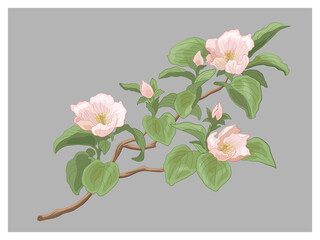 Quince apple cherry sakura apricot plum spring blossom flowers