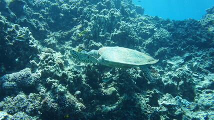 Fototapeta na wymiar Sea turtle in the okinawa
