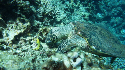 Sea turtle in the okinawa