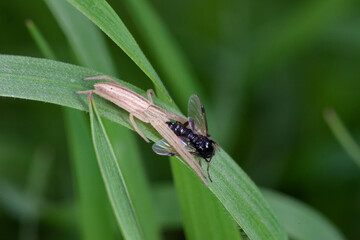 Araignée philodrome (Tibellus sp) tenant sa proie, une mouche bibion sur un brin d'herbe
