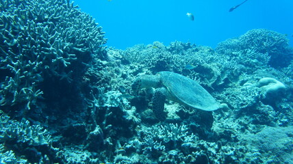Naklejka na ściany i meble Sea turtle in the okinawa