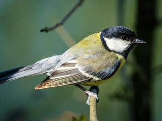 Fototapeta premium Mésange charbonnière.