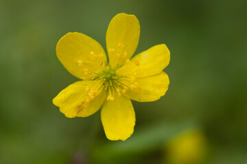 Ranunculus repens, commonly known as the creeping buttercup, is a vibrant plant that belongs to the Ranunculaceae family. Its bright yellow petals and glossy green leaves form a striking contrast.