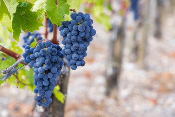 Merlot grapes to produce highest quality wines in Bordeaux, France