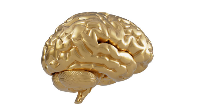 a golden human brain model on a white background with a clipping path to the top of the brain, 3 d model, a bronze sculpture, figurativism, 3D illustration.