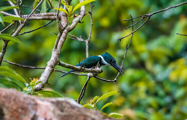 A view a Kingfisher above the Tortuguero River in Costa Rica during the dry season