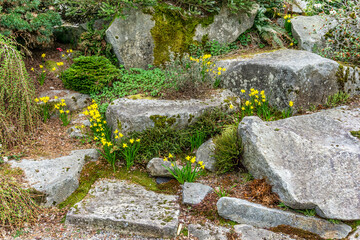 Fototapeta na wymiar Bellevue Park Daffodils And Rocks
