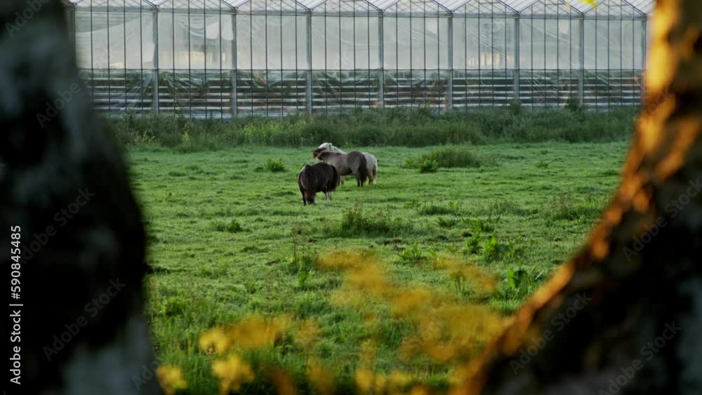 Sticker horses grazing in the green field in the farmland at dawn