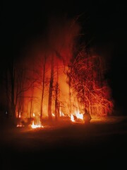 fire in birch forest at night with smoke