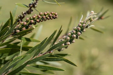 Macro de callistemon