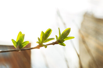 Spring branch with young blooming leaves on blurred background. Fresh, prosperity, love