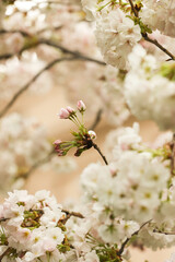 Apple blossom in spring