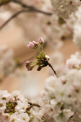 Apple blossom 