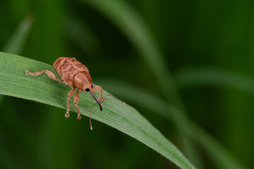 Balanin sur un brin d'herbe (Curculio sp.) © De Rebus Naturae