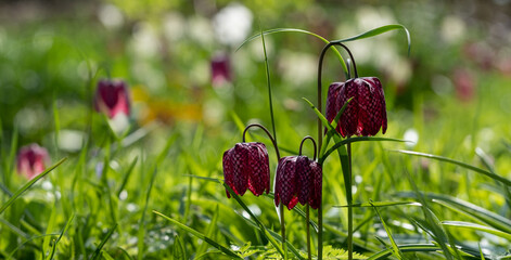 Rare snake's head fritillary meleagris flowers growing wild in the grass outside Eastcote House...