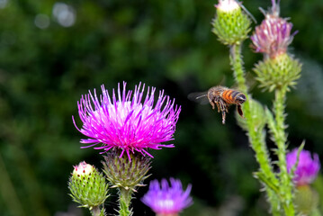 The flight of a bee. A honey bee sits on a purple flower.