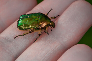 Une cétoine dorée (Cetonia aurata) sur une main