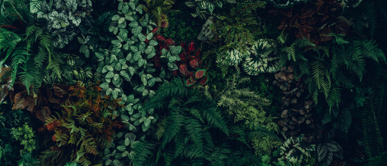 Close up group of background tropical green leaves texture and abstract background. Tropical leaf nature concept.