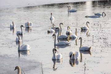 swans on the spring pond