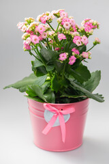 Naklejka na ściany i meble pink kalanchoe in pink flowerpot