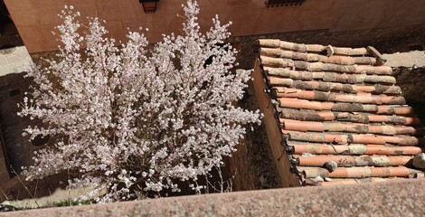 Almendro en flor junto a un edificio antiguo, en Albarracín, Teruel