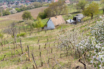 spring landscape with vineyrd in Szekszard region, Hungary