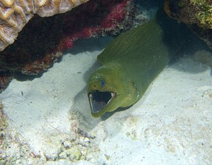 Green Moray Eel on the reef