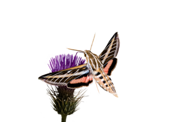  White-lined Sphinx Moth (Hiles lineata) Photo, Feeding on Mojave Thistle (Cirsium mohavense), in Flight on a Transparent Background
