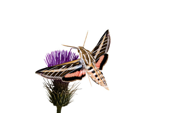  White-lined Sphinx Moth (Hiles lineata) Photo, Feeding on Mojave Thistle (Cirsium mohavense), in Flight on a Transparent Background