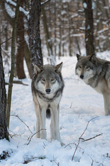 Gray wolves (also known as Timber wolves or grey wolves) in the snow surrounded by trees