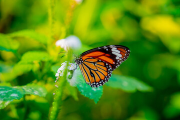 Image of a butterfly on the flower with blurry background.