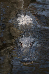 A partially submerged alligator swimming directly at the camera with a menacing look	