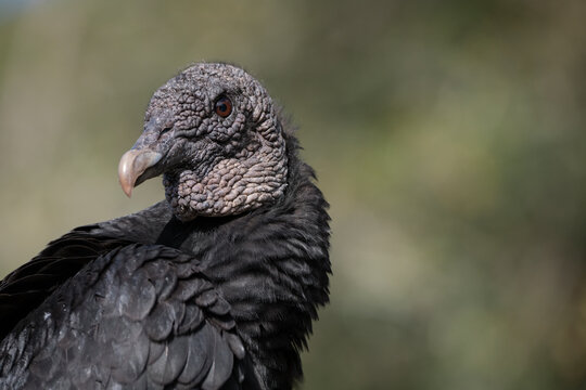 Close up of a black vulture in profile
