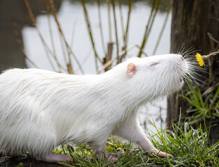 White young nutria close-up portrait. White nutria sniffs a dandelion. Albino nutria sniffs a yellow flower.
