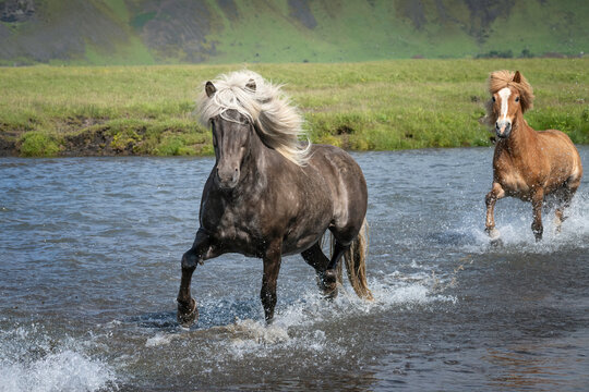 Islandic horses running through a river