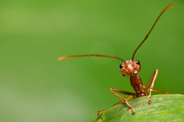 red ant on green leaf