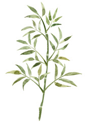 Ê∞¥ÂΩ©„ÅßÊèè„ÅÑ„ÅüÁ´π„ÅÆ„Ç§„É©„Çπ„Éà