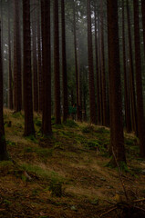 Obraz premium hunterstand